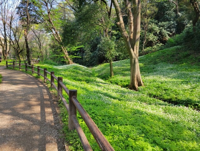 赤塚公園画像