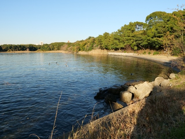 大井ふ頭中央海浜公園画像